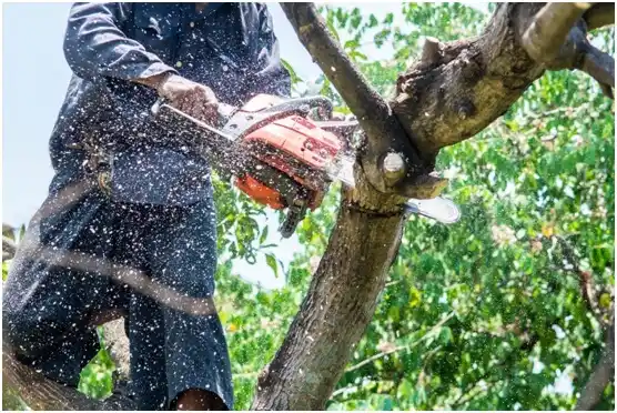 tree services Hatboro